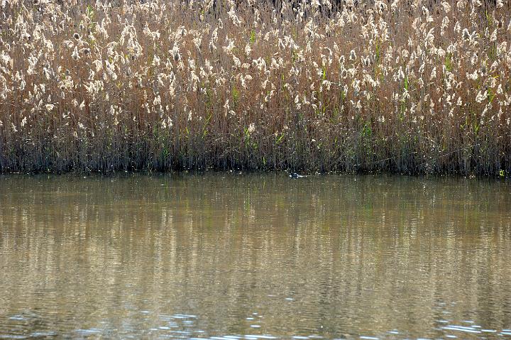 1Saline di Priolo 16.1.2011 (119).jpg